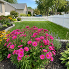 Rose Aster Seeds - 50 Seeds