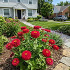 Ruby Zinnia Seeds - 100 Seeds