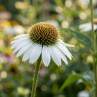 White Coneflower Seeds - 100 Seeds