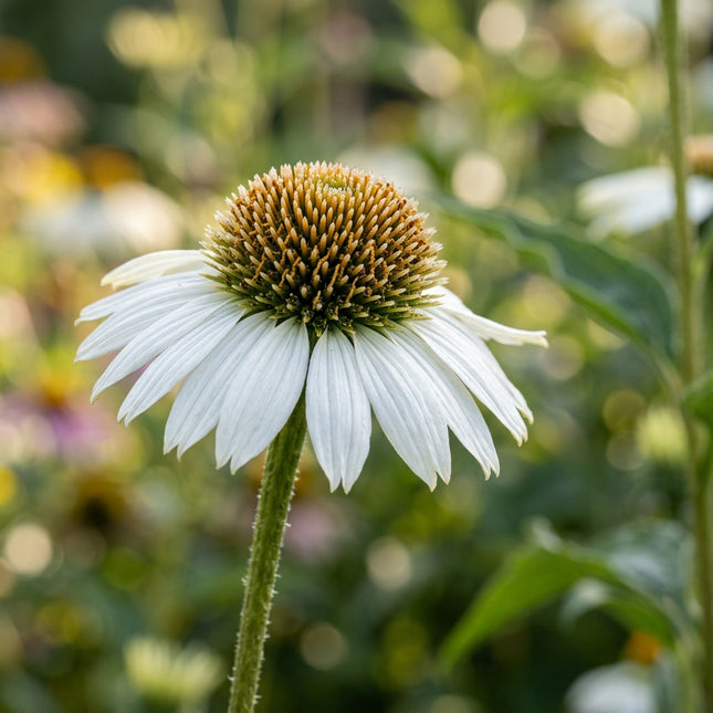 100 White Coneflower Seeds for Planting - Vibrant Heirloom Perennial Garden Floral Decor, Easy to Grow Outdoor Landscape Blooms, Beautiful Coneflower Plants