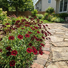 Chocolate Cosmos Landscape Seeds - 100 Seeds