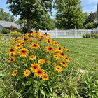 Amber Black Eyed Susan Seeds - 300 Seeds