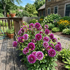 Bicolor Purple Dahlia Seeds - 50 Seeds