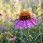 Purple Coneflower Seeds - 100 Seeds