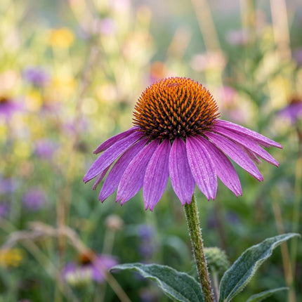 100 Purple Coneflower Seeds for Planting - Vibrant Heirloom Perennial Garden Floral Decor, Easy to Grow Outdoor Landscape Blooms, Beautiful Coneflower Plants