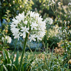 Heirloom White African Lily Seeds - 50 Seeds