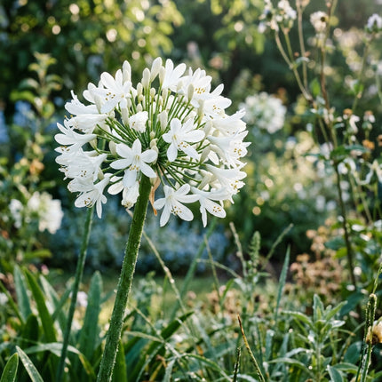 50 White African Lily Seeds for Planting - Premium Heirloom White African Lily Seeds for Home Garden