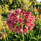 Striped Red African Lily Seeds - 50 Seeds