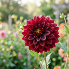 Deep Red Dahlia Seeds - 50 Seeds