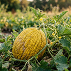 Casaba Melon Seeds - 25 Seeds
