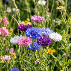 Collection image for: Cornflower Seeds