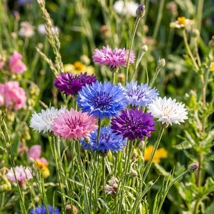 Spectacular 200 Cornflower Flower Seeds, Mixed - Drought Tolerant, Nature Inspired Landscape, Beginner Friendly Planting