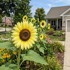 Fast-Growing Lemon Queen Sunflower Seeds - 100 Seeds