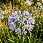Silver African Lily Seeds - 50 Seeds