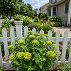Green Zinnia Seeds - 100 Seeds