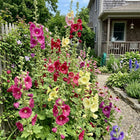 Giant Mixed Hollyhock Seeds - 100 Seeds