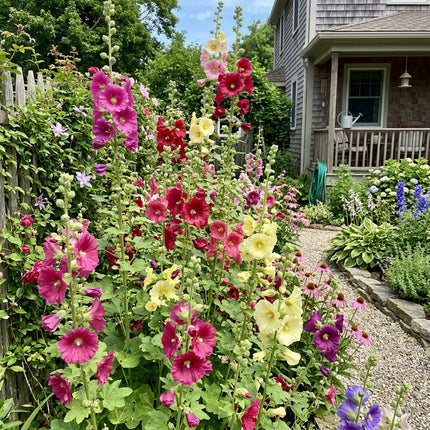 100 Giant Mixed Hollyhock Seeds for Home Garden - Long Lasting Patio Blooms, Drought Tolerant