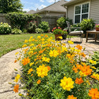 Yellow Cosmos Seeds - 100 Seeds