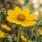 Golden Yellow Coreopsis Seeds - 100 Seeds