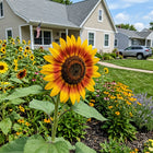 Bicolor Yellow Sunflower Seeds - 100 Seeds