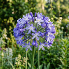 Bicolor African Lily Seeds - 50 Seeds