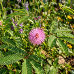 Collection image for: Sensitive Plant Seeds