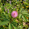 Sensitive Plant Seeds