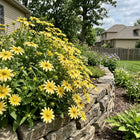Pastel Yellow Black Eyed Susan Seeds - 300 Seeds