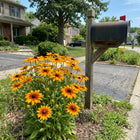 Tiger Eye Black Eyed Susan Seeds - 300 Seeds