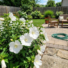 White Hibiscus Seeds - 100 Seeds