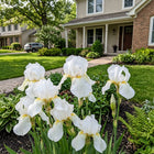White Iris Seeds - 50 Seeds