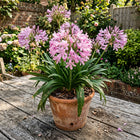 Pink African Lily Seeds - 50 Seeds