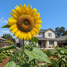 Giant Yellow Sunflower Seeds - 100 Seeds