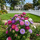 Peony Aster Seeds - 50 Seeds