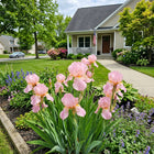 Pink Iris Seeds - 50 Seeds