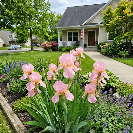 Striking 50 Iris Flower Seeds, Pink - Drought Tolerant, for Planting, Premium Heirloom Seeds