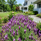 Spanish Purple Lavender Seeds - 1,200 Seeds
