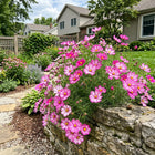 Bicolor Pink Cosmos Seeds - 100 Seeds