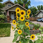 Suntastic Sunflower Seeds - 100 Seeds