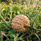 Peanut Pumpkin Seeds - 15 Seeds