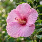 Pink Giant Hibiscus Seeds - 100 Seeds