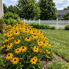 Classic Gold Black Eyed Susan Seeds - 300 Seeds