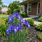 Blue Iris Seeds - 50 Seeds