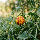 Striped Tiger Melon Seeds - 80 Seeds