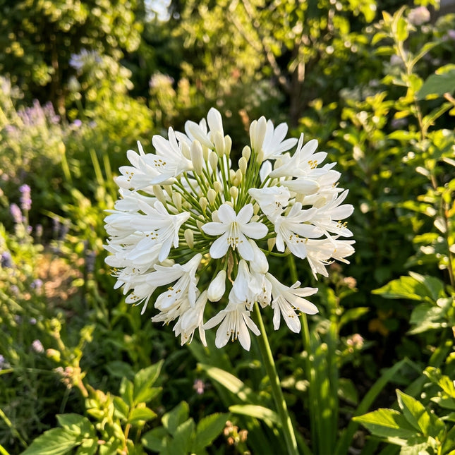 50 Dwarf White African Lily Seeds for Home Garden - Stunning Yard Decor, Fast Growing