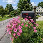 Fast-Growing Pink Cosmos Seeds - 100 Seeds