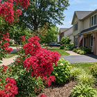 Watermelon Red Crape Myrtle Seeds - 100 Seeds
