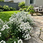 Drought-Tolerant White Aster Seeds - 50 Seeds