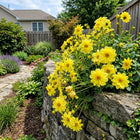 Yellow Dahlia Seeds - 50 Seeds