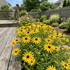 Starburst Black Eyed Susan Seeds - 300 Seeds